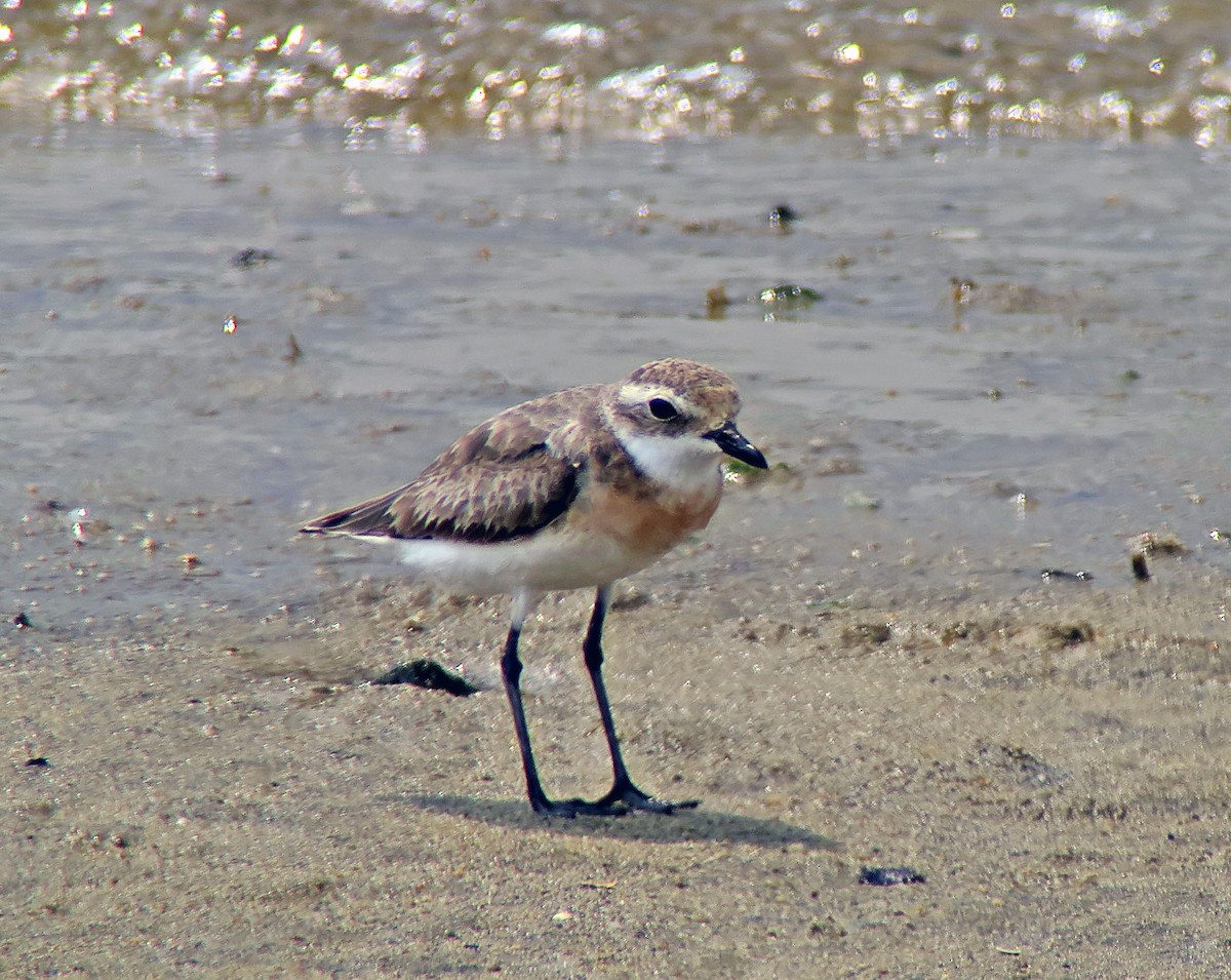 Tibetan Sand-Plover - ML642505624