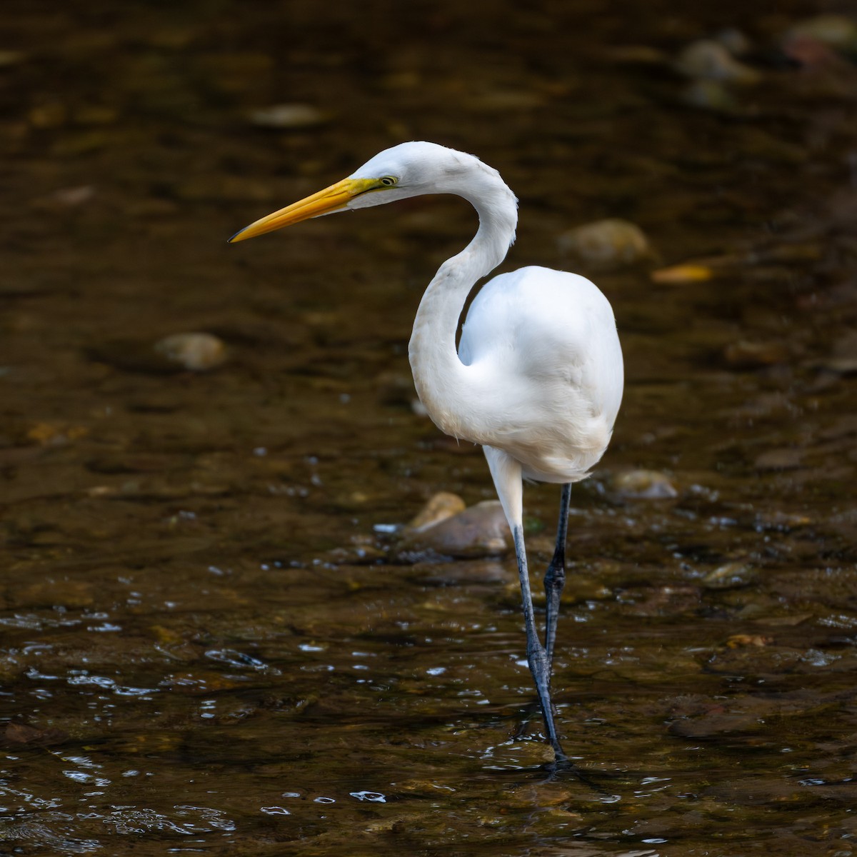 Great Egret - ML642505676