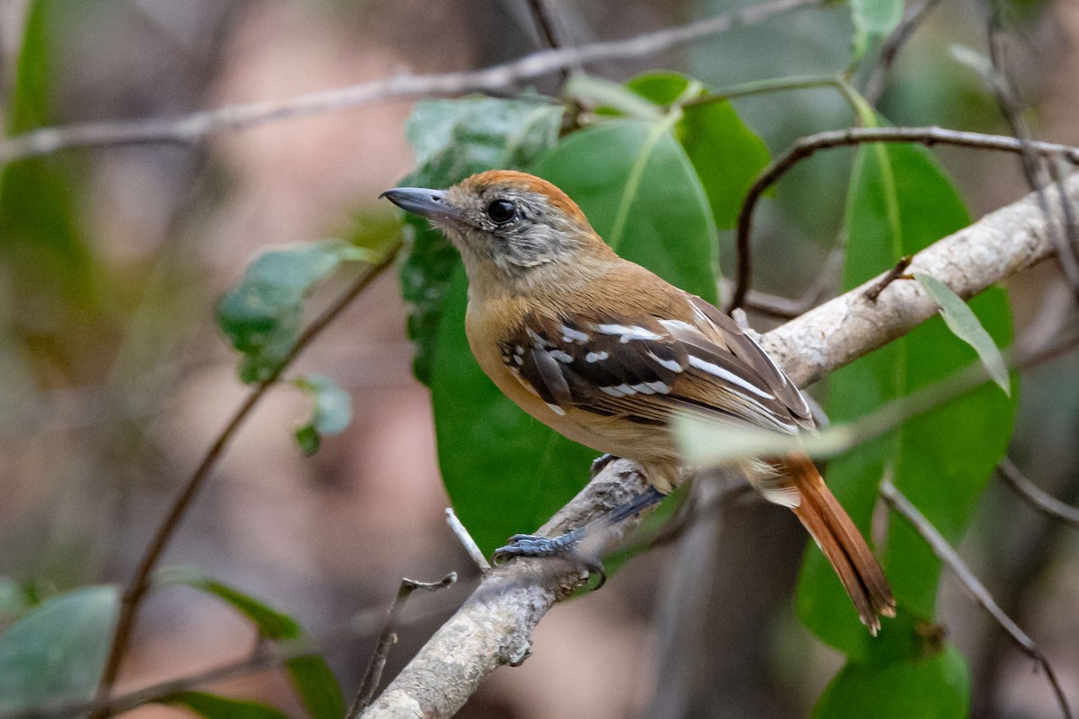 Batara de Pelzeln - ML642505686