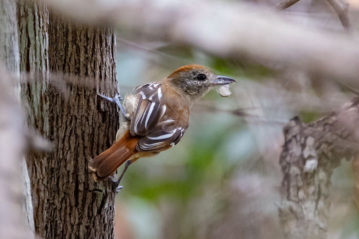 Batara de Pelzeln - ML642505688