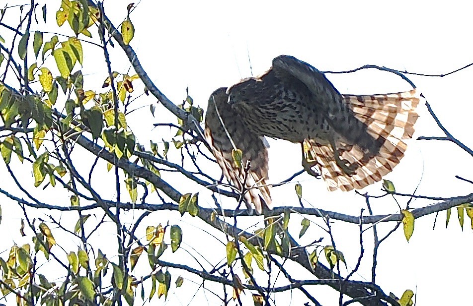 Cooper's Hawk - ML642505689