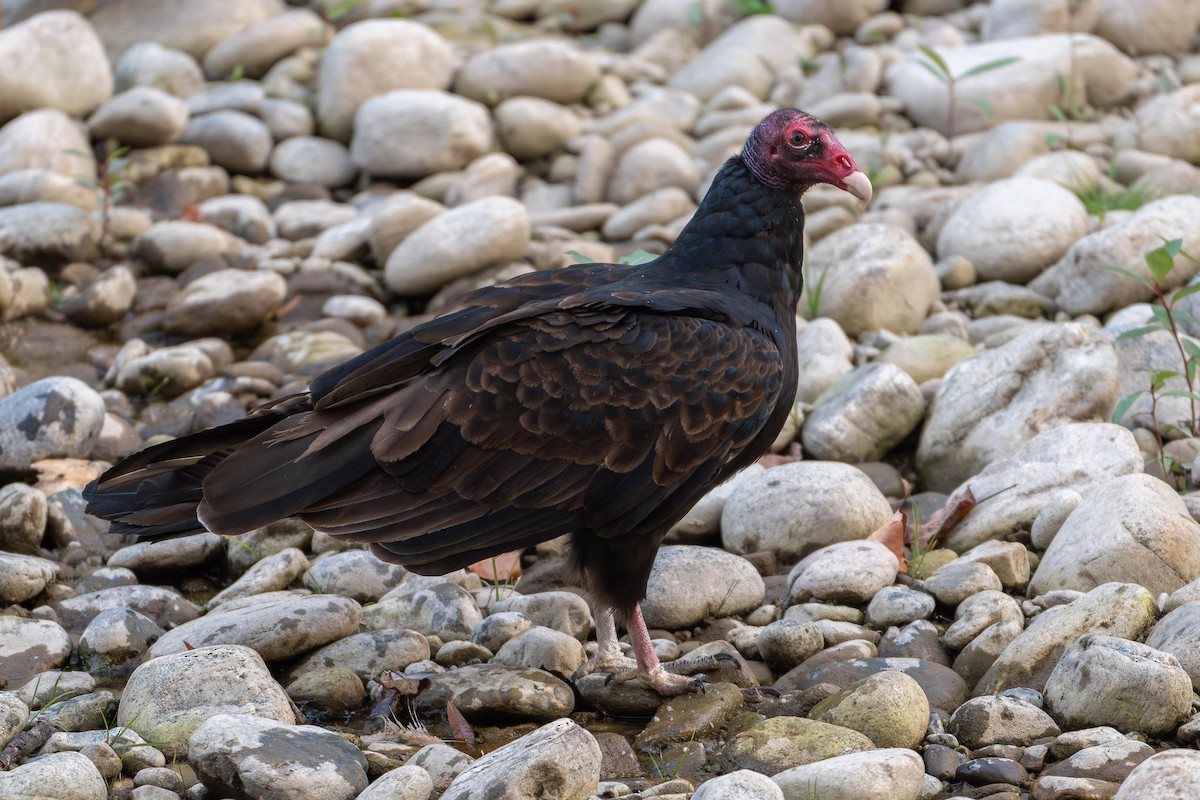 Turkey Vulture - ML642505710
