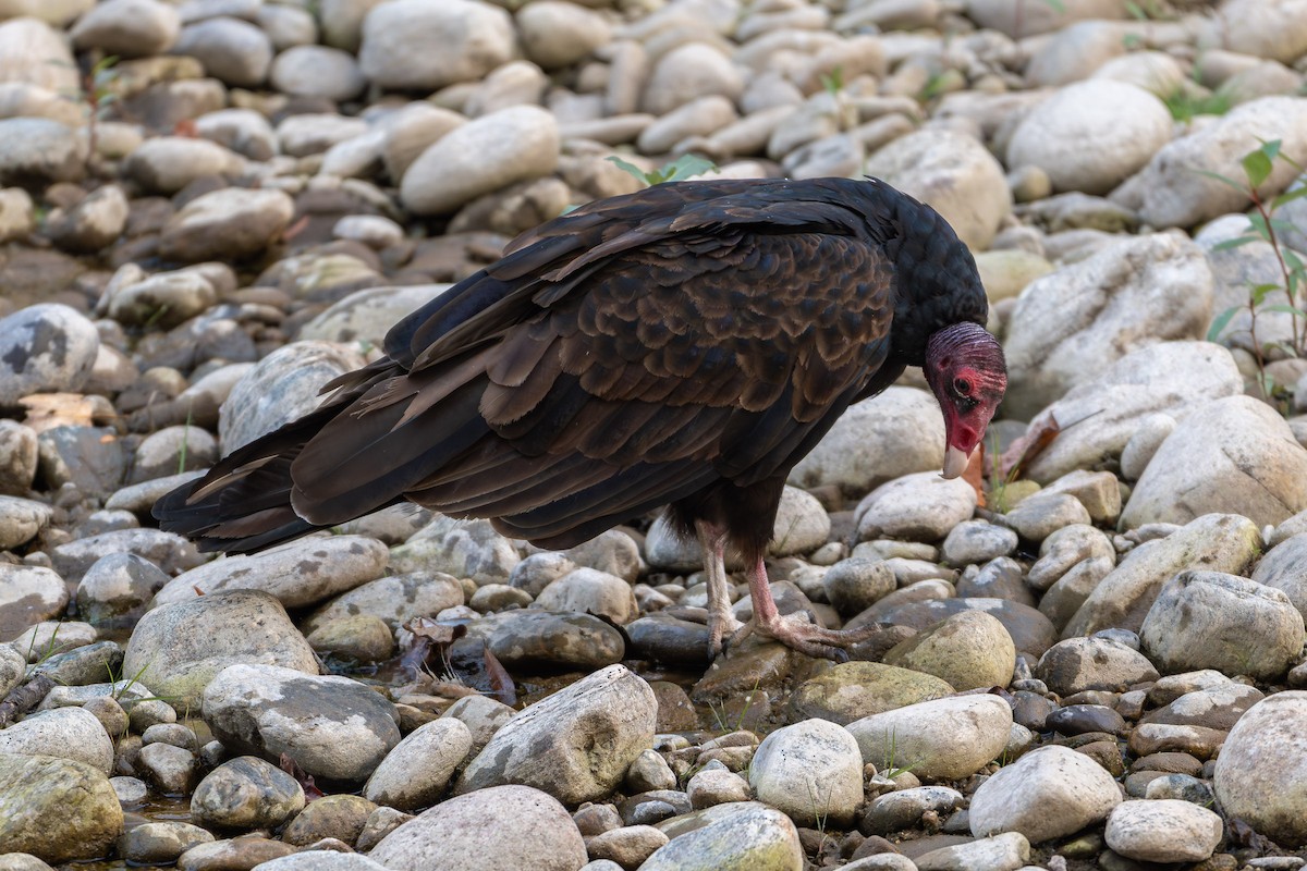 Turkey Vulture - ML642505711