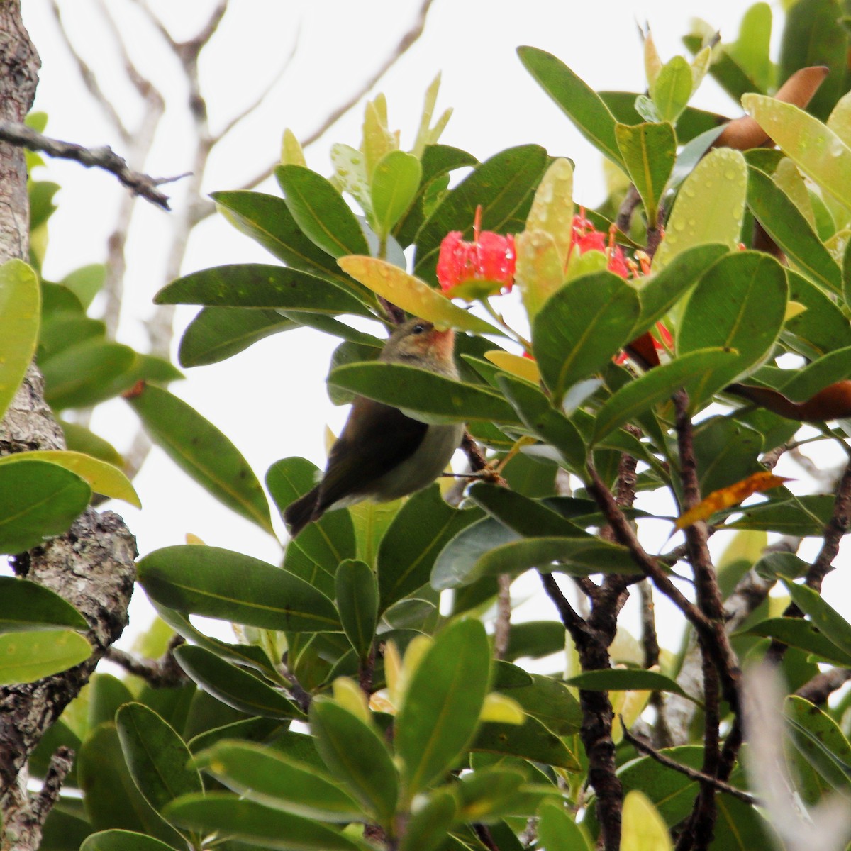 New Caledonian Myzomela - ML642505735