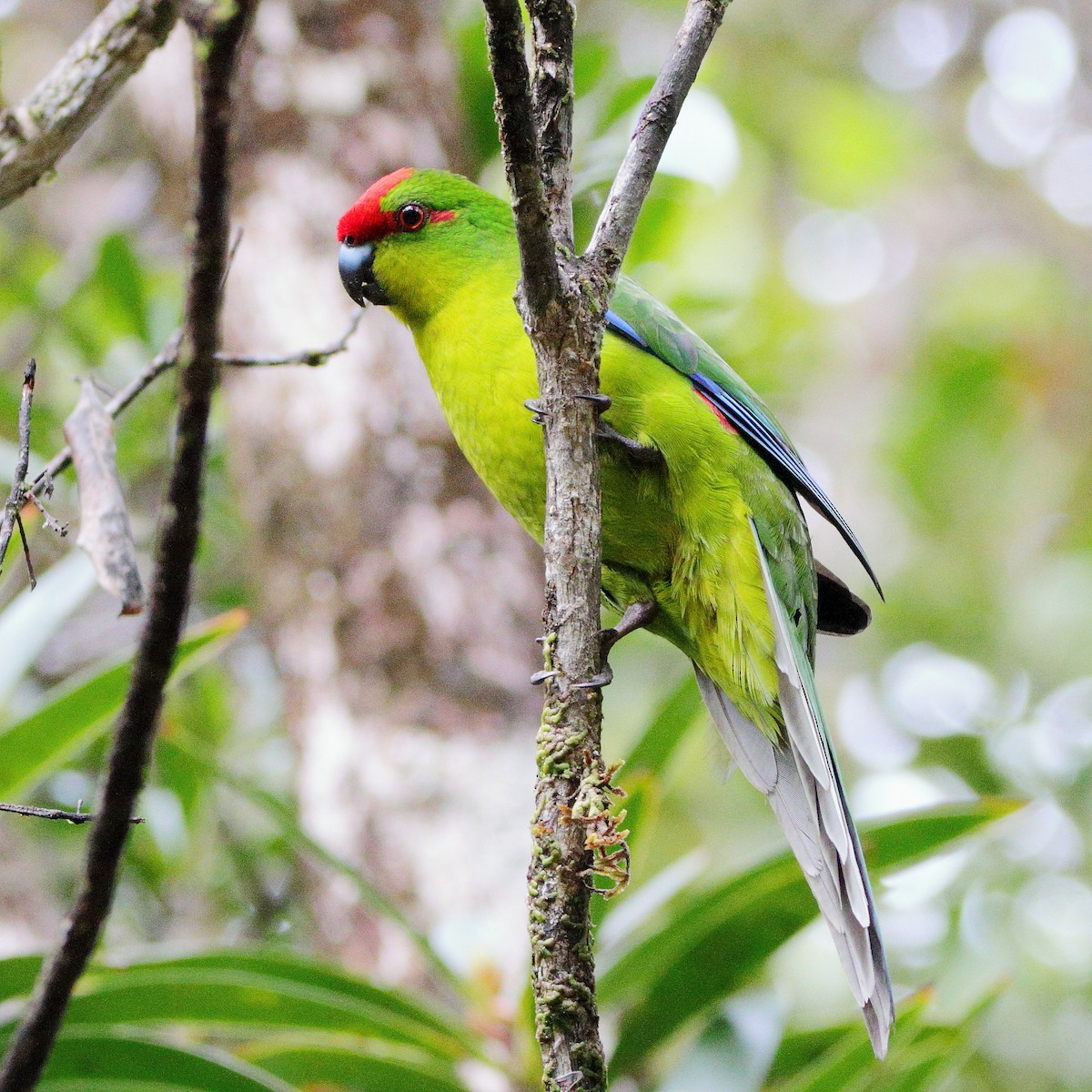 New Caledonian Parakeet - ML642505748