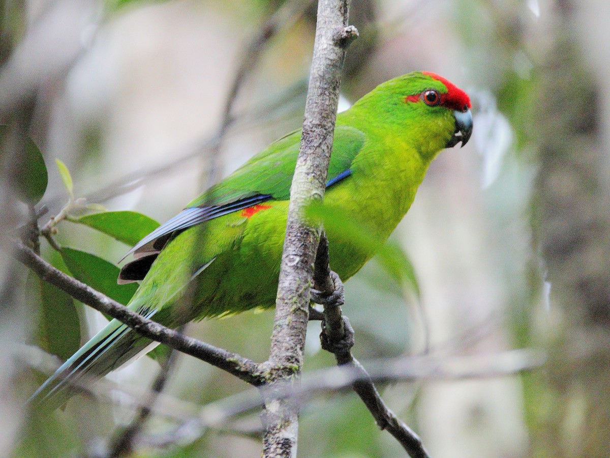 New Caledonian Parakeet - ML642505749
