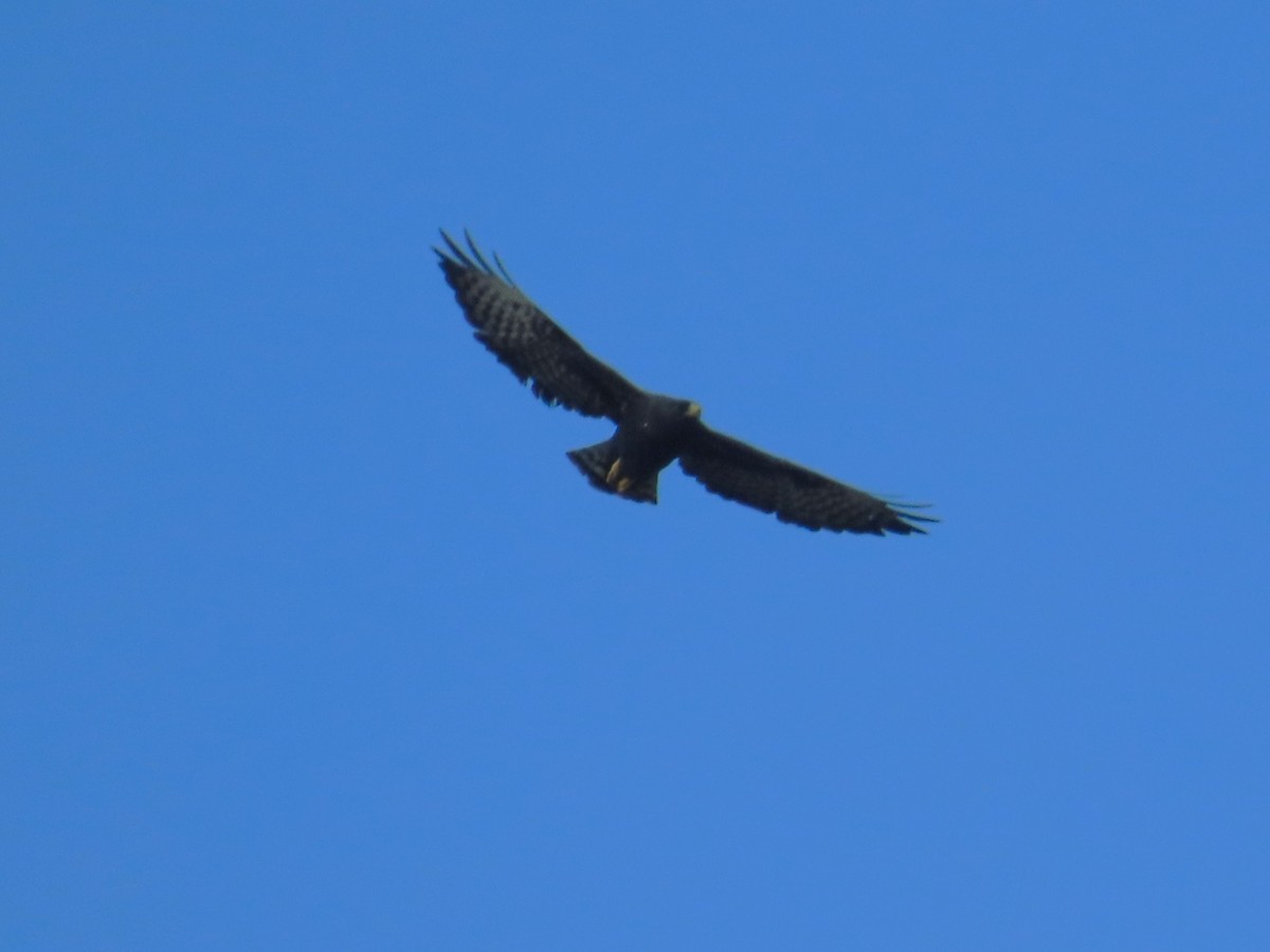 Zone-tailed Hawk - ML642505765