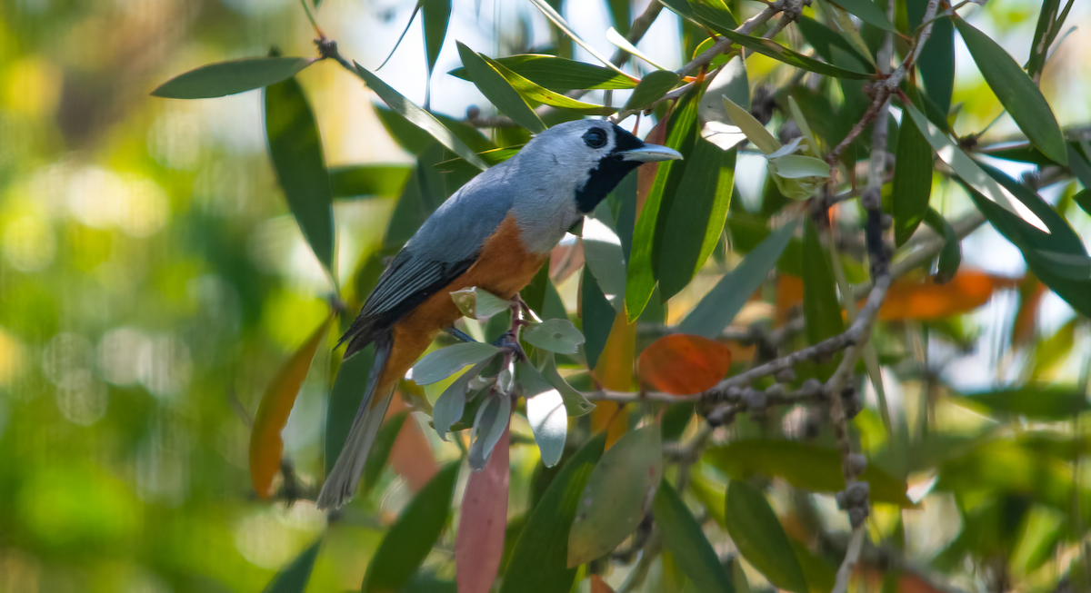 Black-faced Monarch - ML642505792