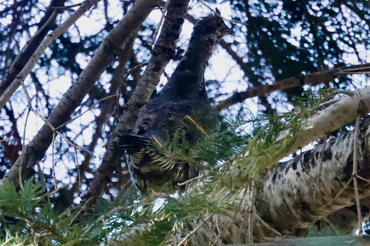 Sooty Grouse - ML642505809