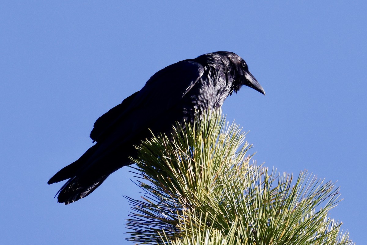 Common Raven - ML642505823