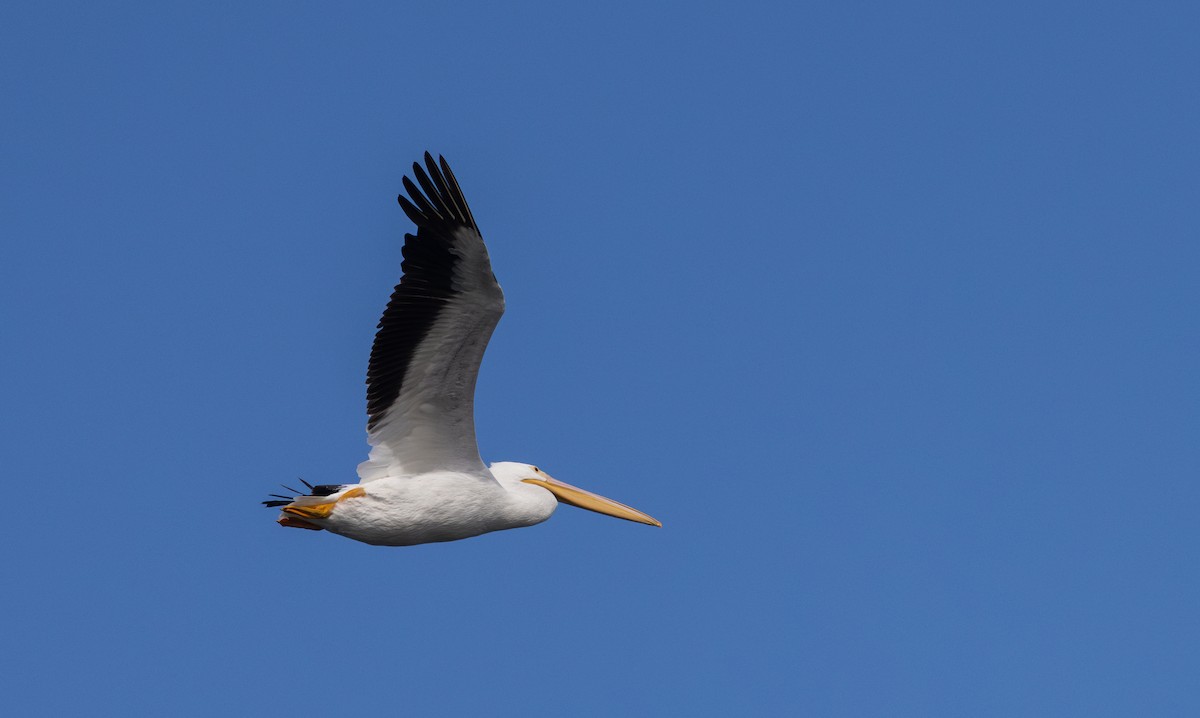 American White Pelican - ML642505824