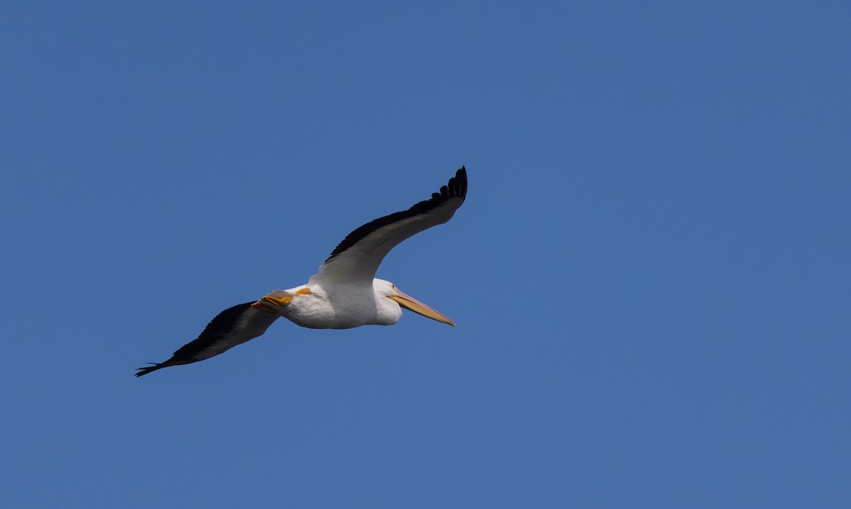 American White Pelican - ML642505826