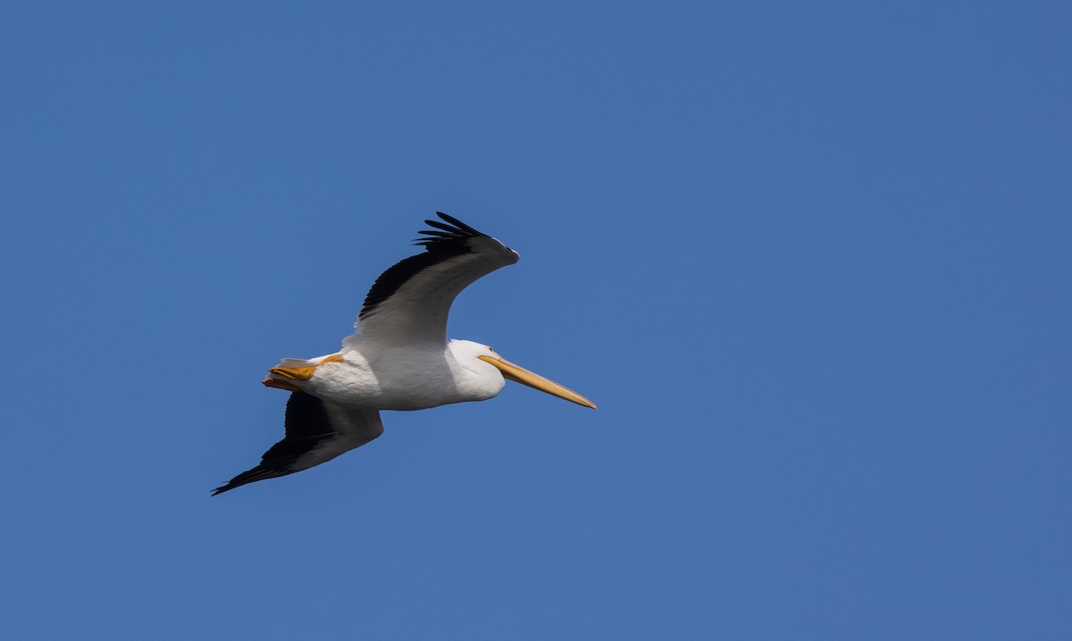 American White Pelican - ML642505827