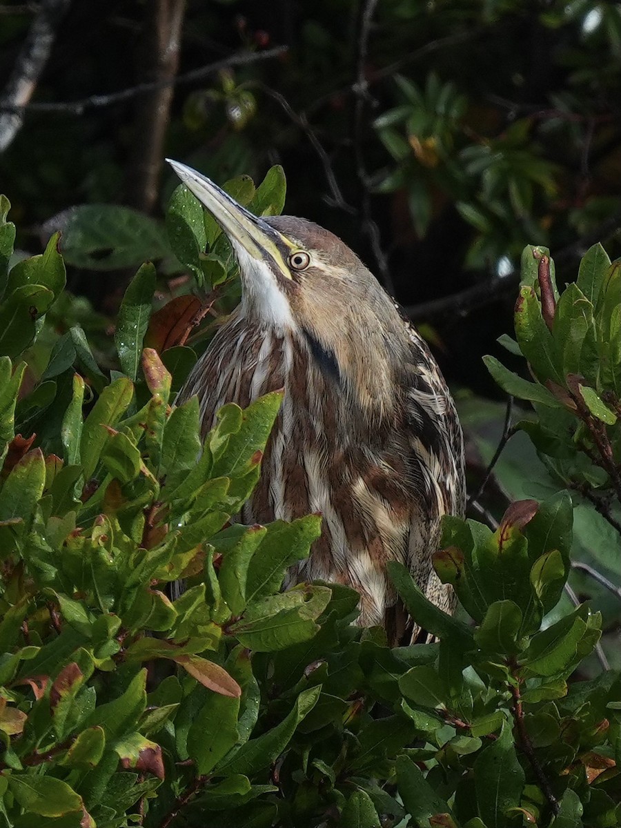 American Bittern - ML642505830