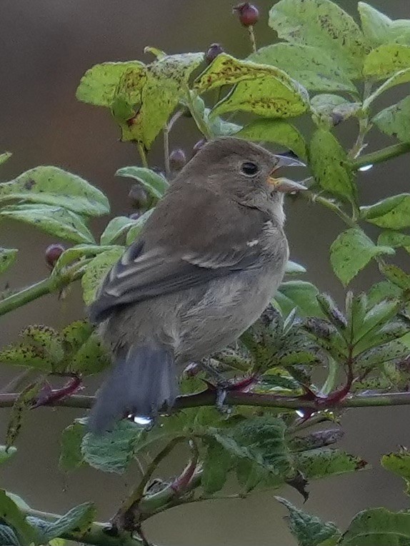Indigo Bunting - ML642505831