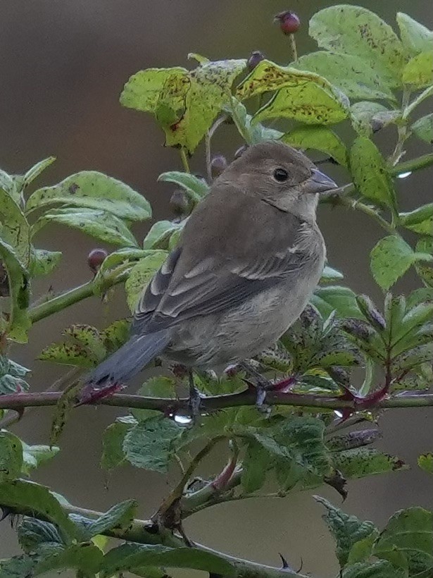 Indigo Bunting - ML642505832