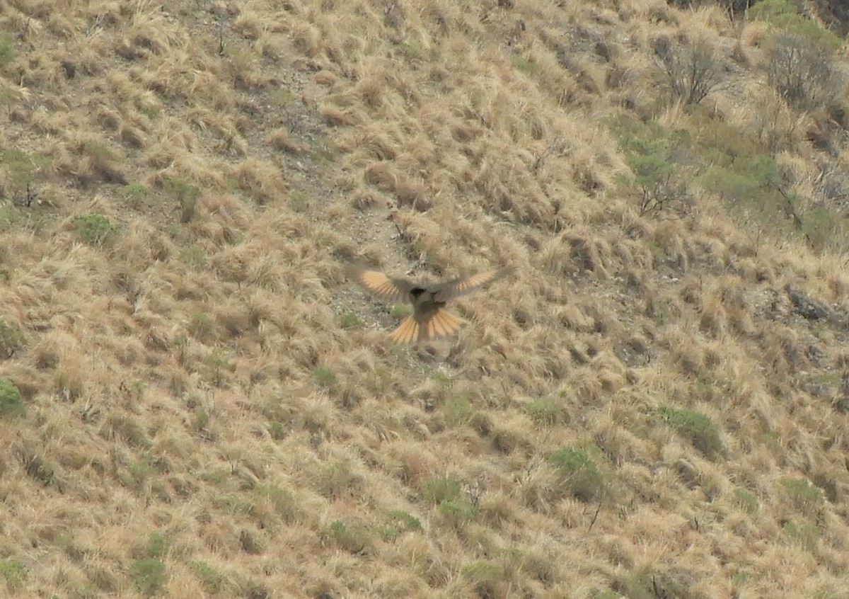Rufous-webbed Bush-Tyrant - ML642505894