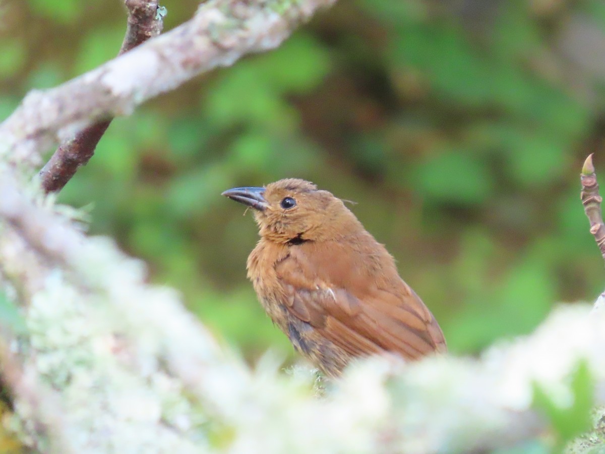 White-lined Tanager - ML642505900