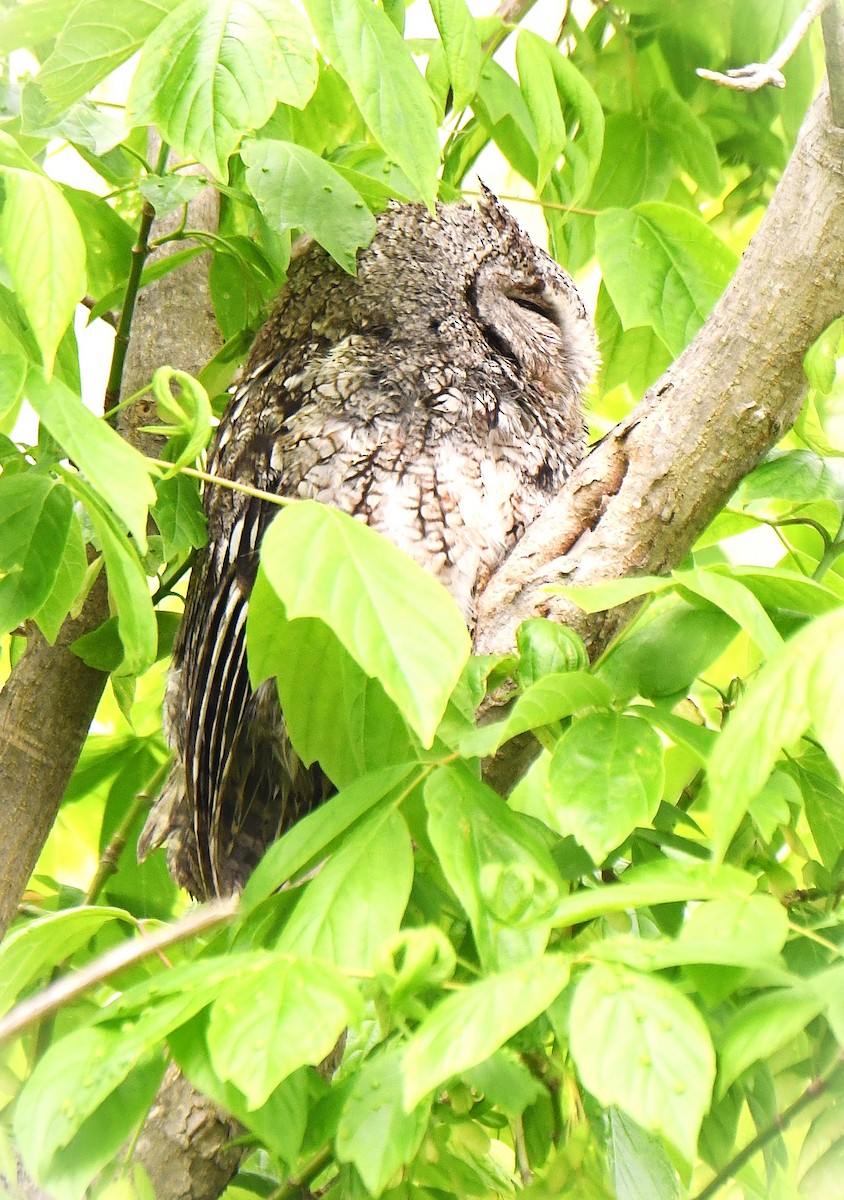 Eastern Screech-Owl - ML642505913