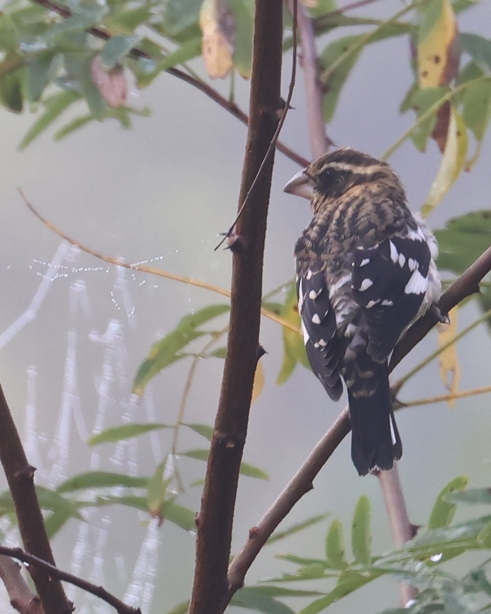 Rose-breasted Grosbeak - ML642505946