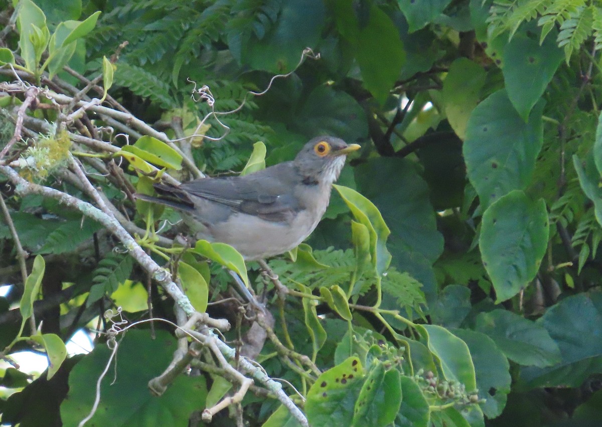 Spectacled Thrush - ML642505949