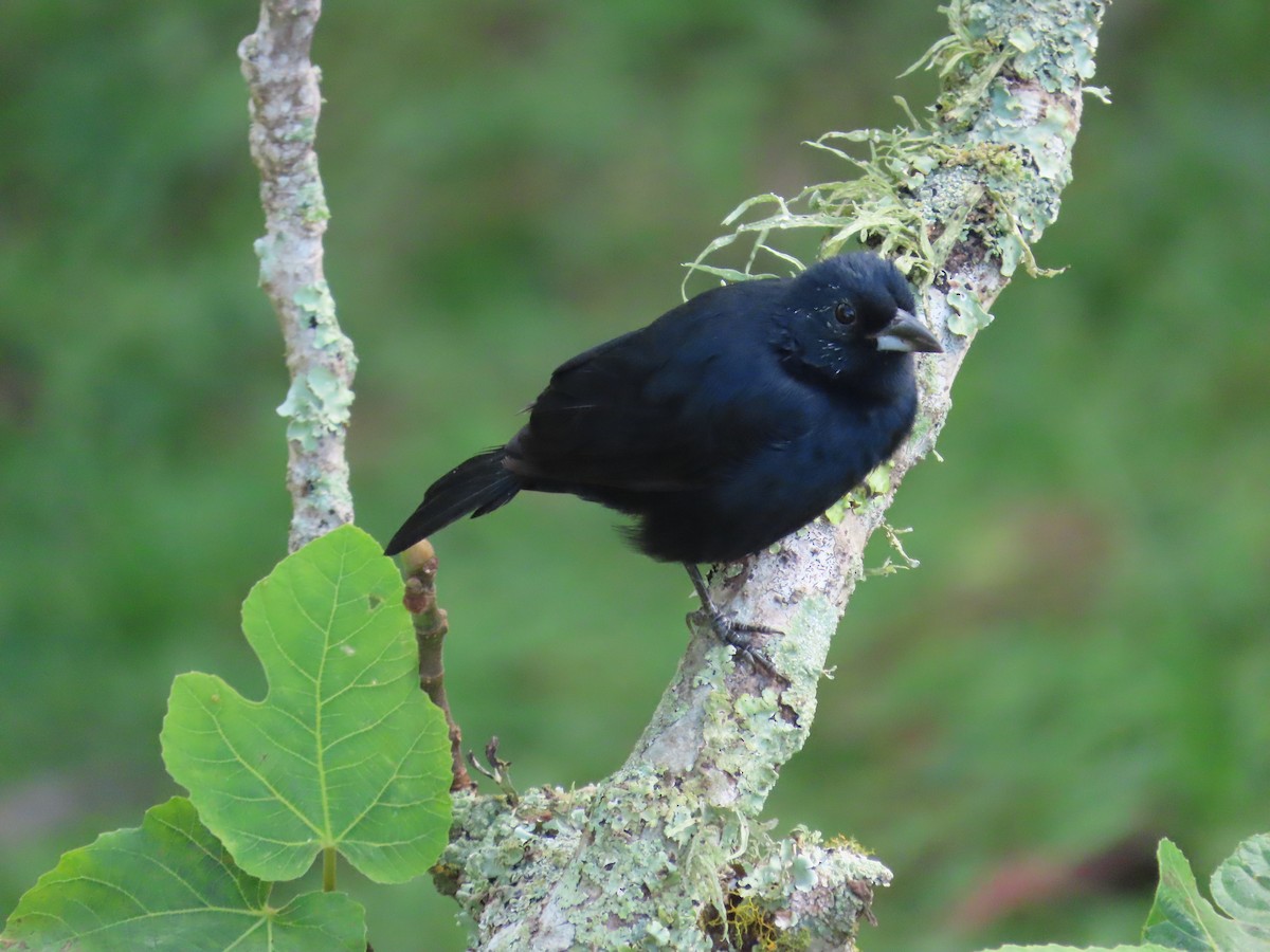 White-lined Tanager - ML642505962