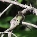 ノドアカハチドリ - ML642505984