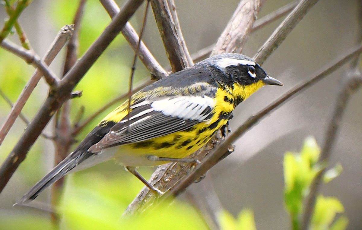 Magnolia Warbler - ML642505987