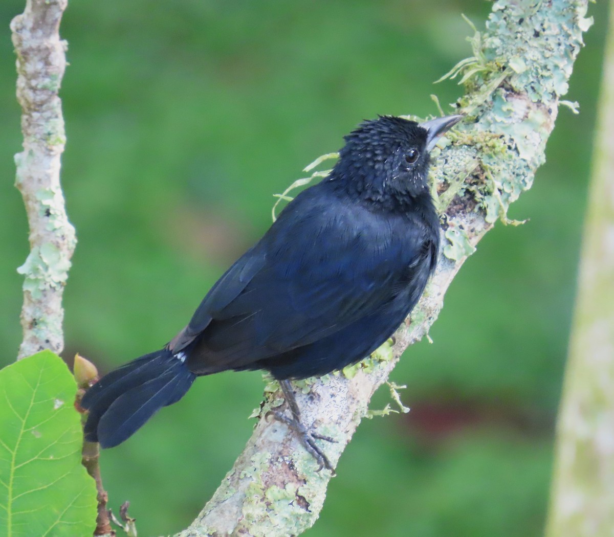 White-lined Tanager - ML642505995