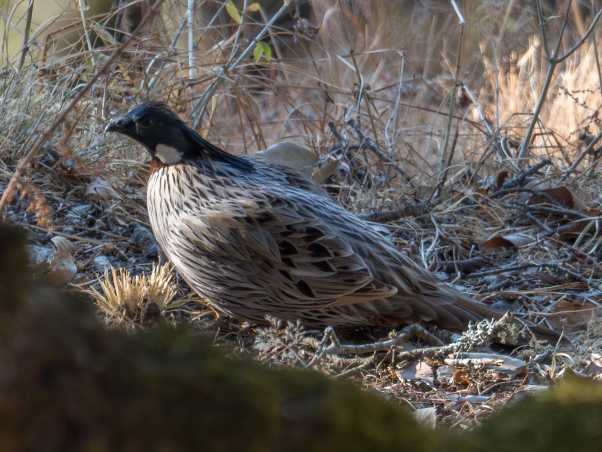 Koklass Pheasant - ML642505997