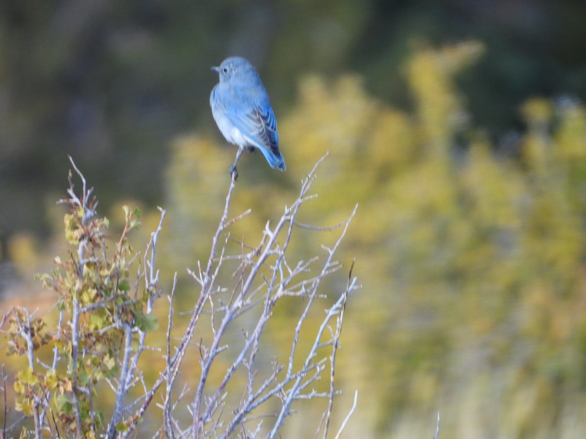 Mountain Bluebird - ML642506003