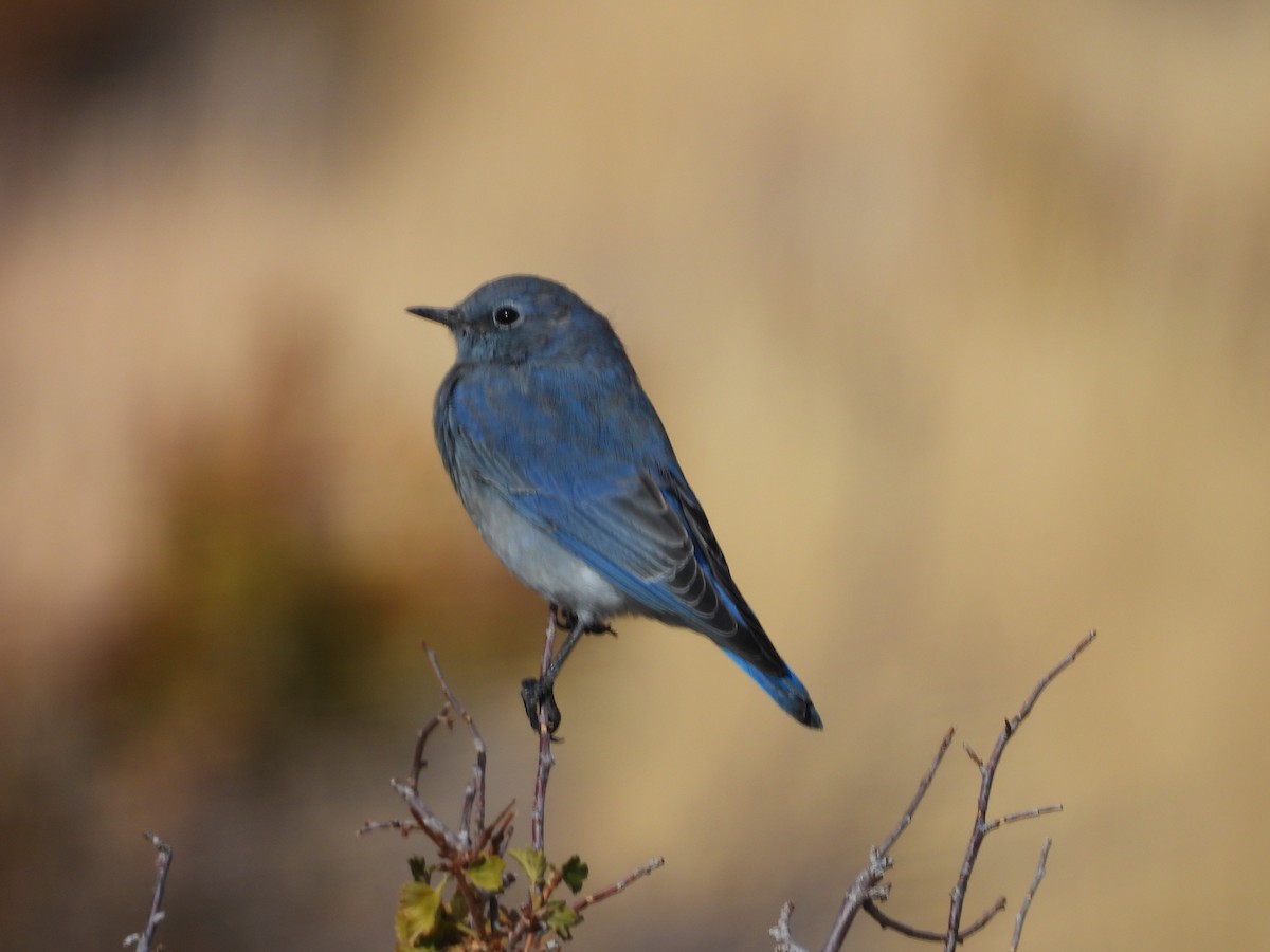 Mountain Bluebird - ML642506004