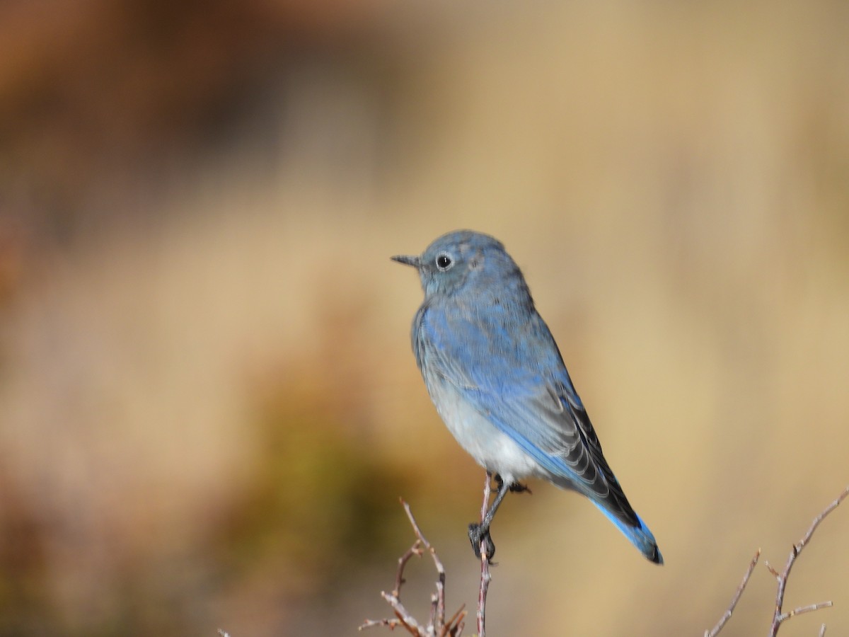 Mountain Bluebird - ML642506005