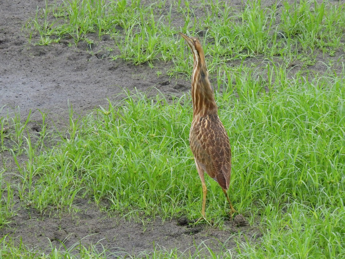 American Bittern - ML642506010