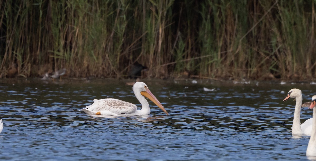 American White Pelican - ML642506011