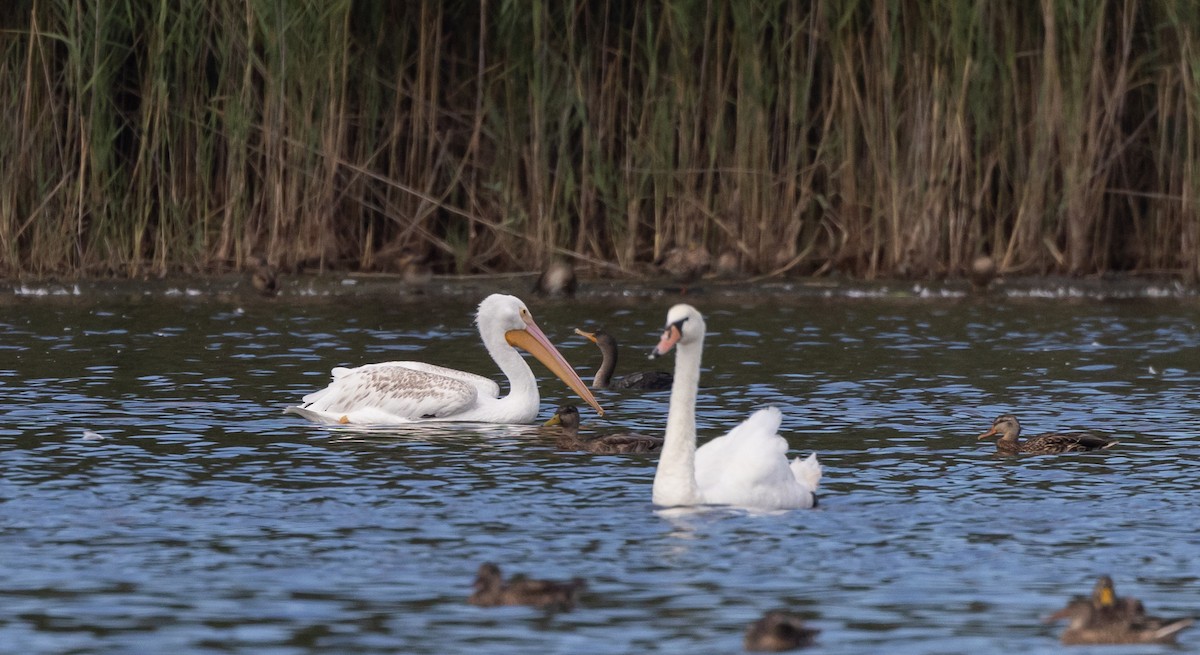 American White Pelican - ML642506012