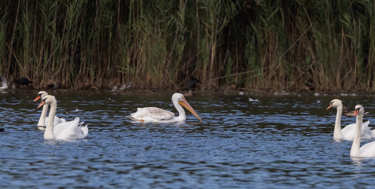 American White Pelican - ML642506013