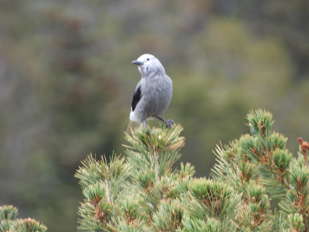 Clark's Nutcracker - ML642506015