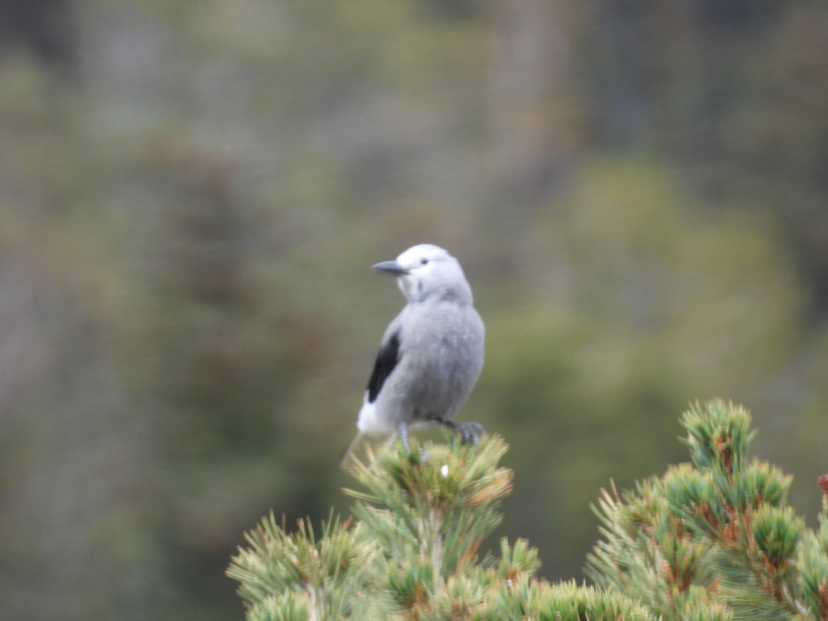 Clark's Nutcracker - ML642506016