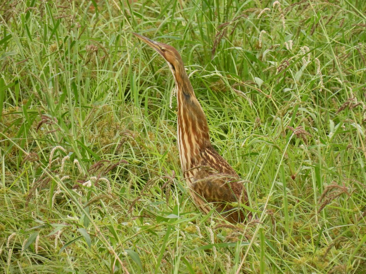 American Bittern - ML642506035