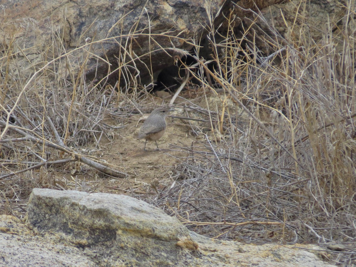 Rock Wren - ML642506042