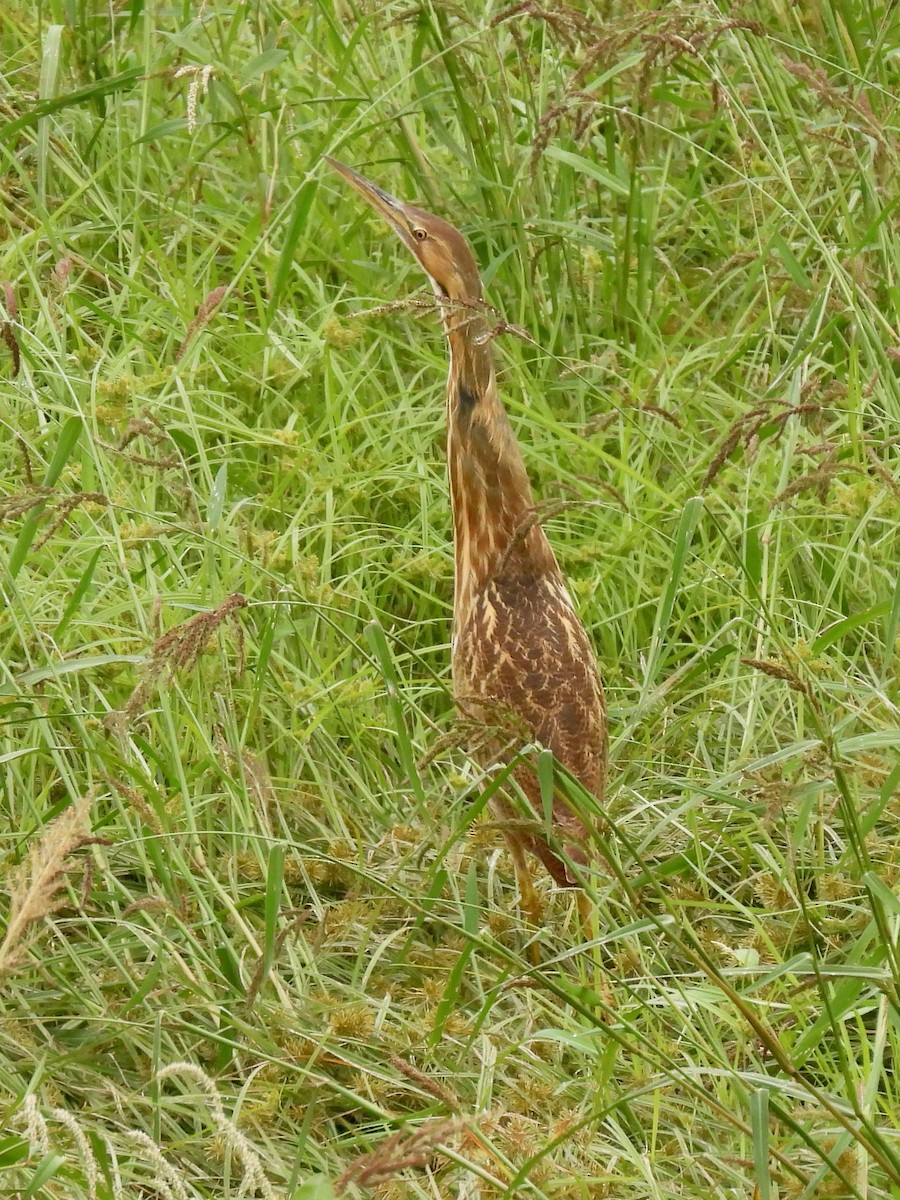American Bittern - ML642506043