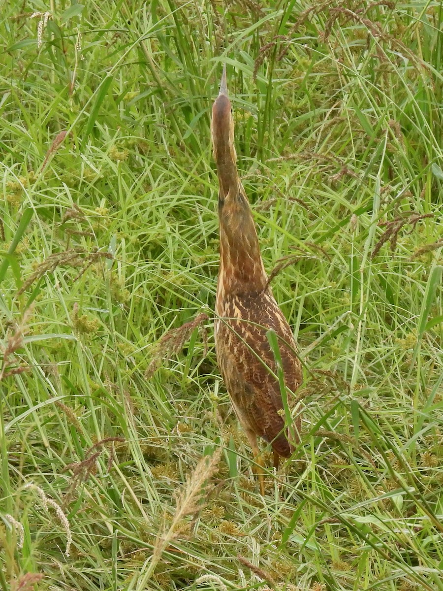 American Bittern - ML642506049