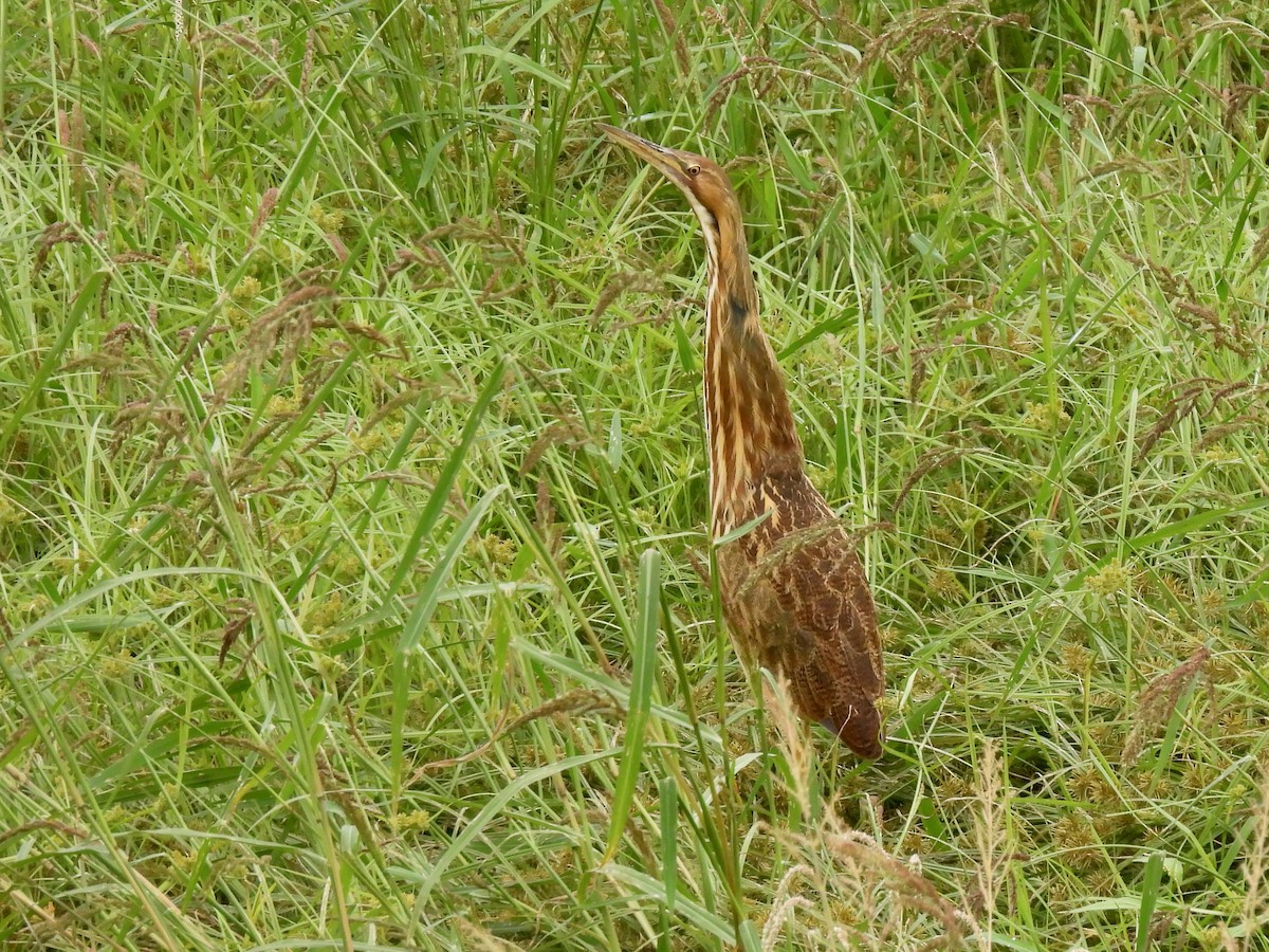 American Bittern - ML642506050