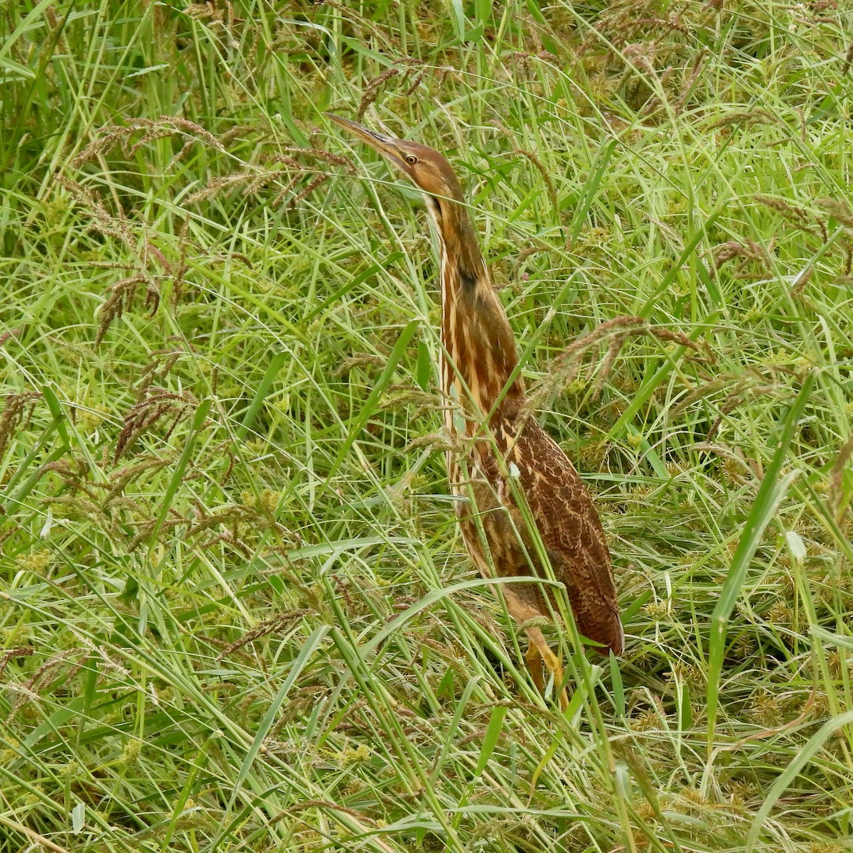American Bittern - ML642506055