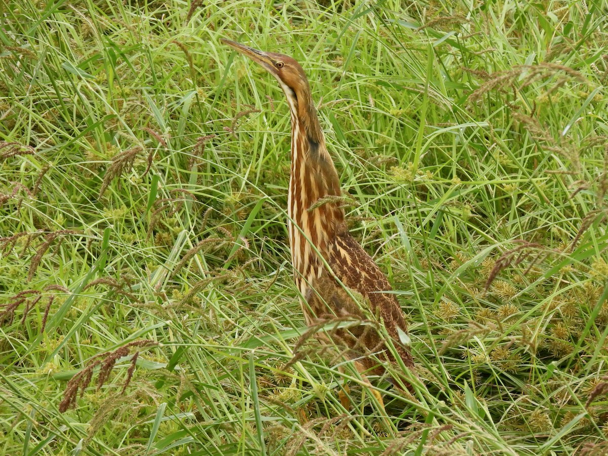 American Bittern - ML642506057