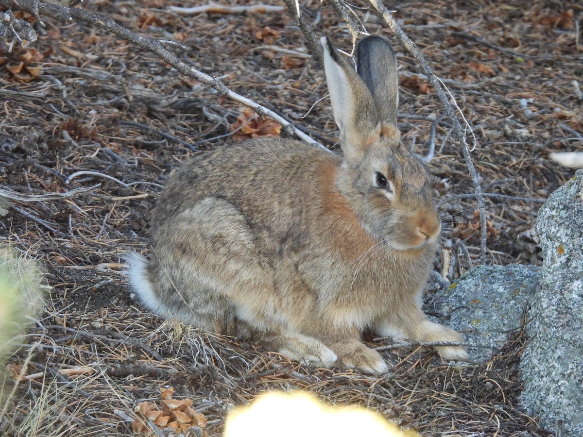 Animals - ML642506058