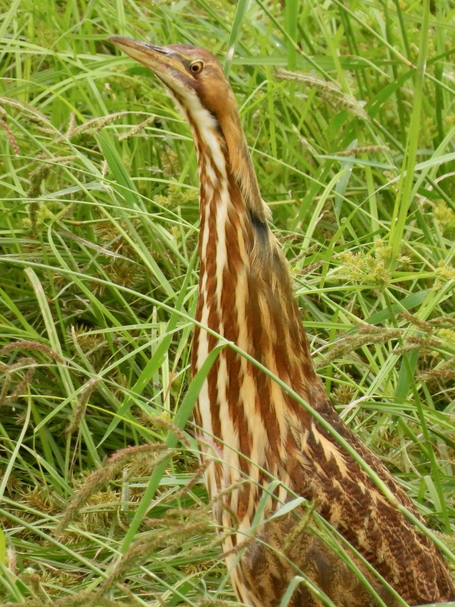American Bittern - ML642506061