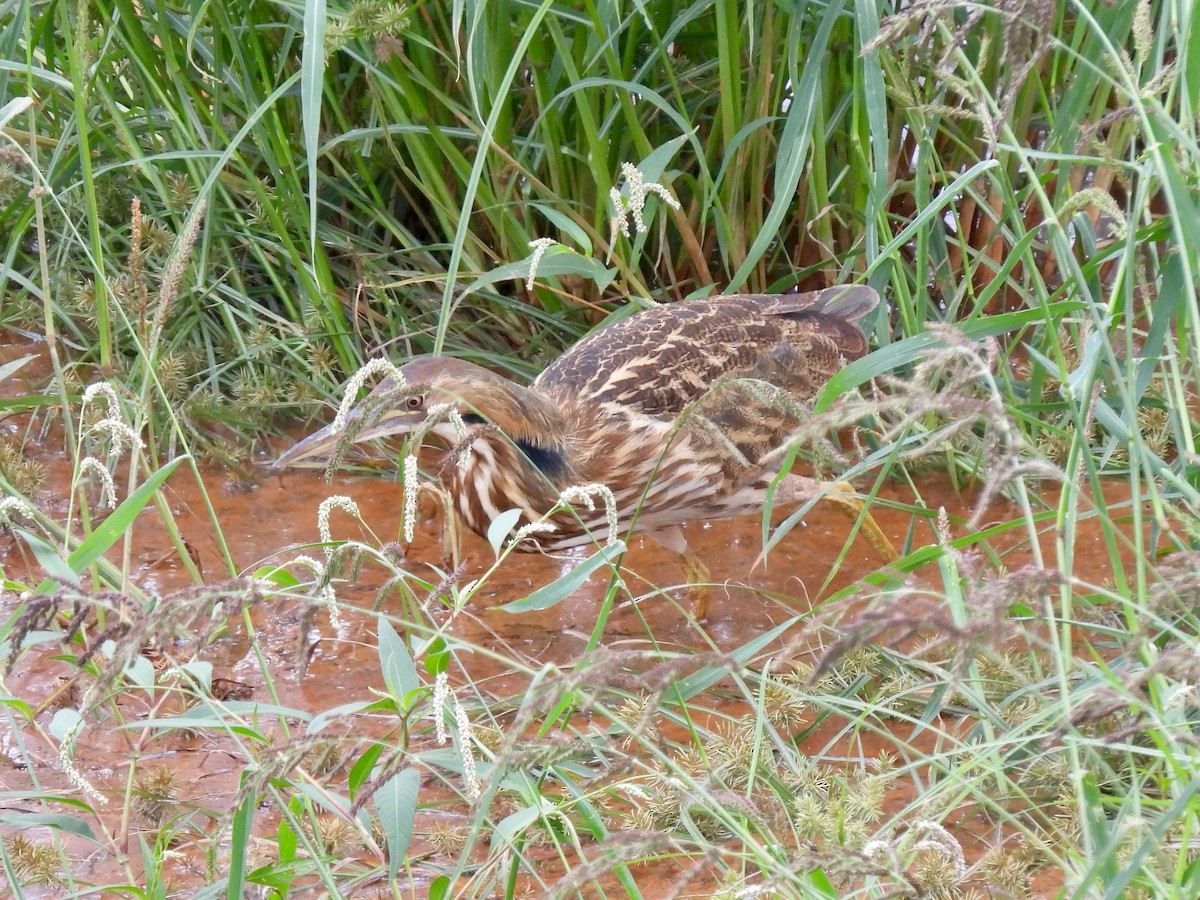 American Bittern - ML642506074
