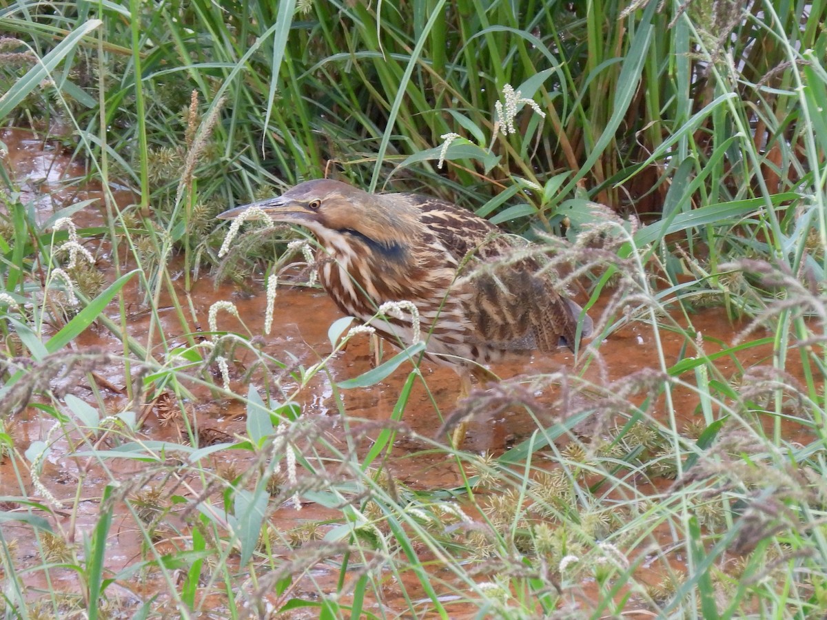 American Bittern - ML642506080